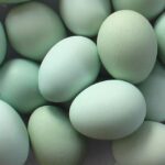 What chicken lays green eggs?