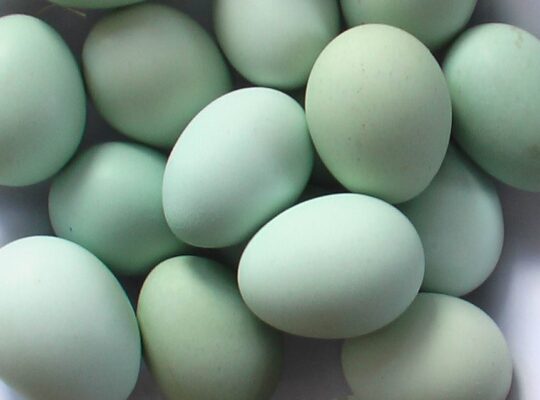 green eggs