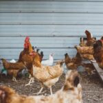 What chicken breeds live well together