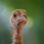 What do baby turkeys eat?