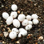 Can you eat peacock eggs?