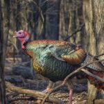 What do wild turkeys eat in the winter?