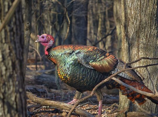 what do wild turkeys eat in the winter