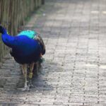 What are peacocks afraid of?