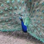 Do Peacocks Mate for Life? Understanding the Mating Habits of Peacocks