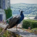 How many eggs do peacocks lay?