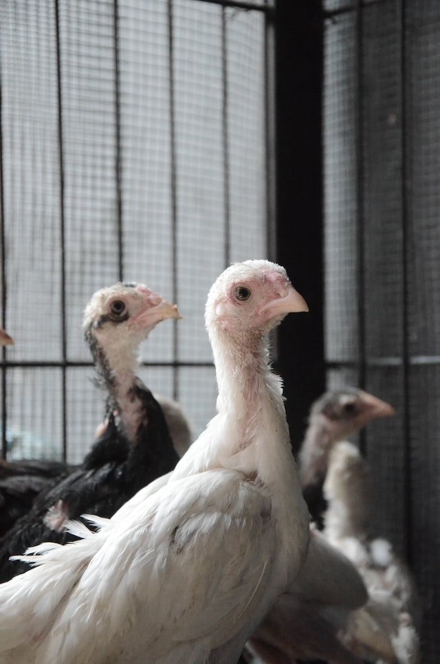 how to get baby turkeys to eat