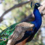 What are peacocks used for?