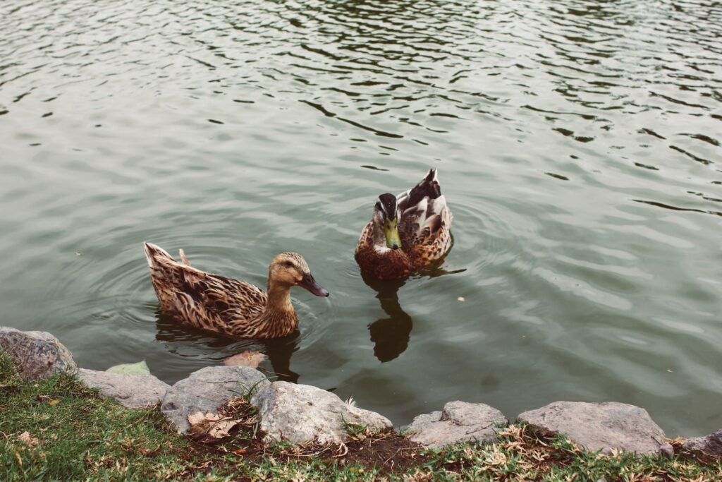 what not to feed ducks