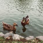 A guide on what not to feed ducks