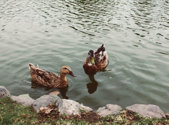 what not to feed ducks