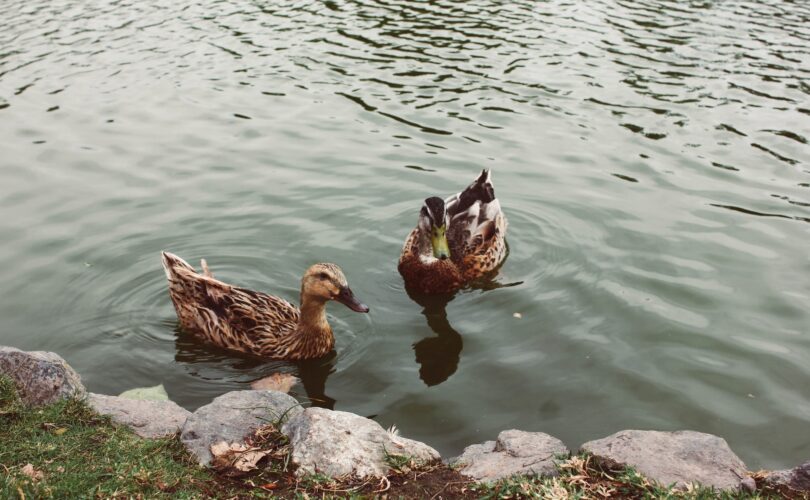 what not to feed ducks