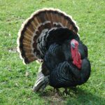 How long do turkeys lay eggs?