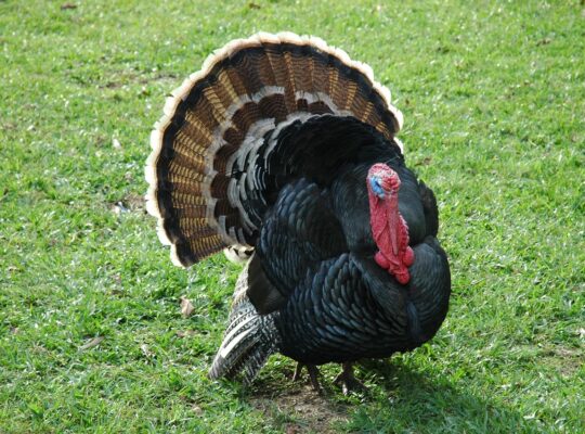 how long do turkeys lay eggs