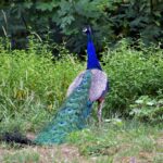 Peacock diseases and treatments