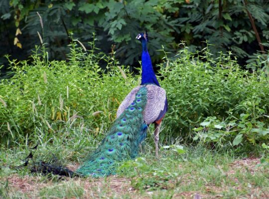 peacock diseases and treatments