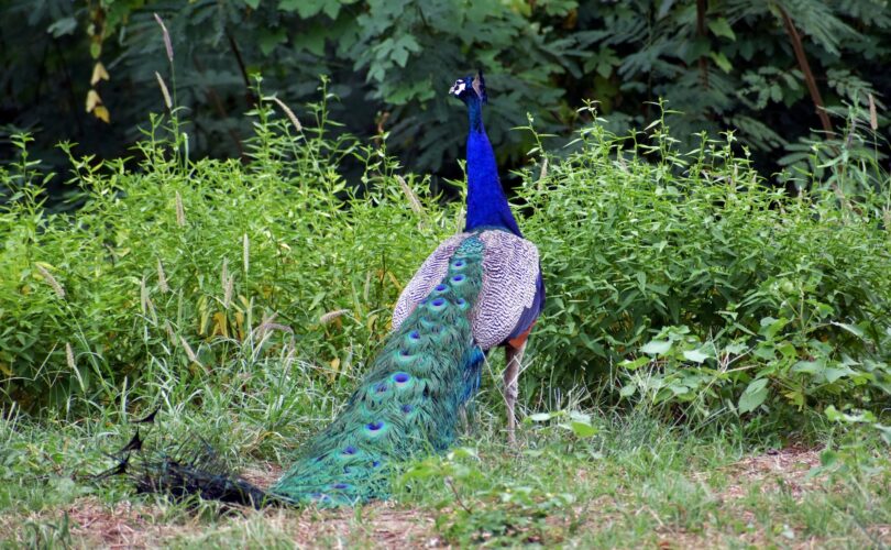 peacock diseases and treatments