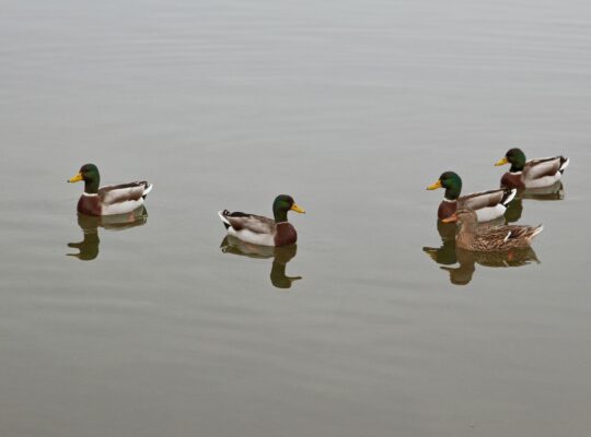 do ducks poop in water