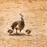 What do baby peacocks eat?