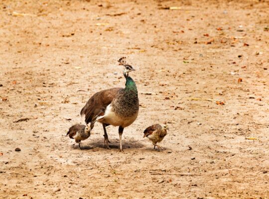 what do baby peacocks eat