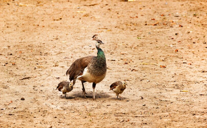 what do baby peacocks eat