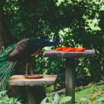 Can peacocks eat bread?