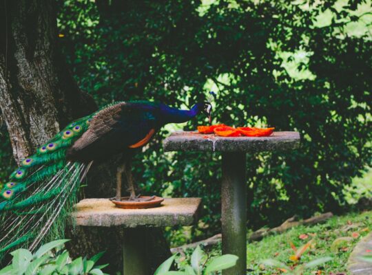 can peacocks eat bread