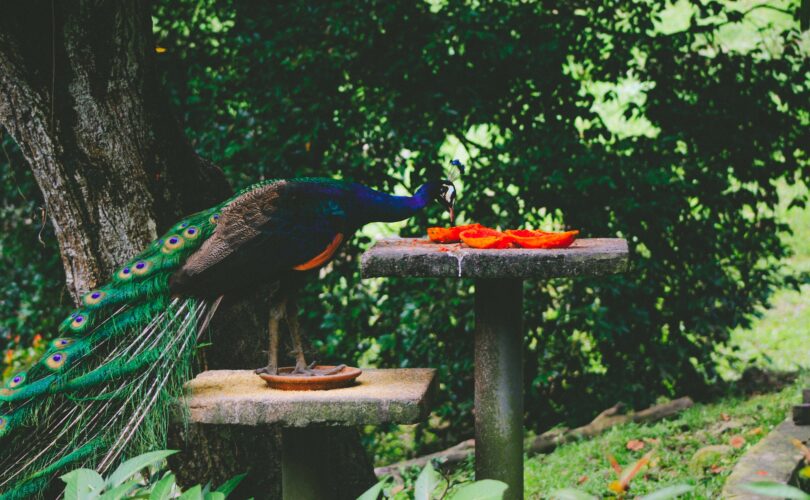 can peacocks eat bread