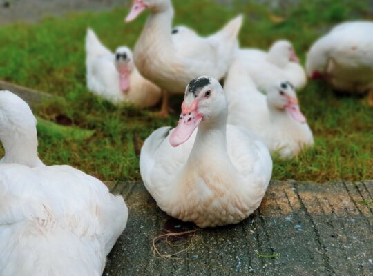 when do pekin ducks get drake feathers