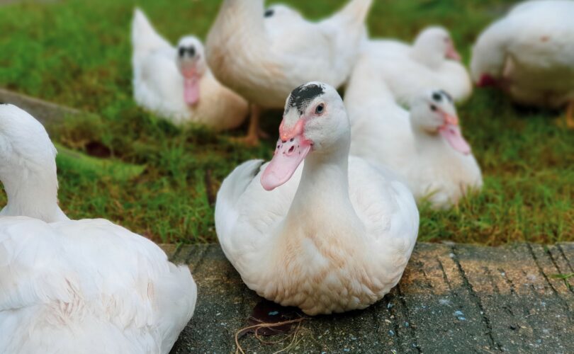 when do pekin ducks get drake feathers