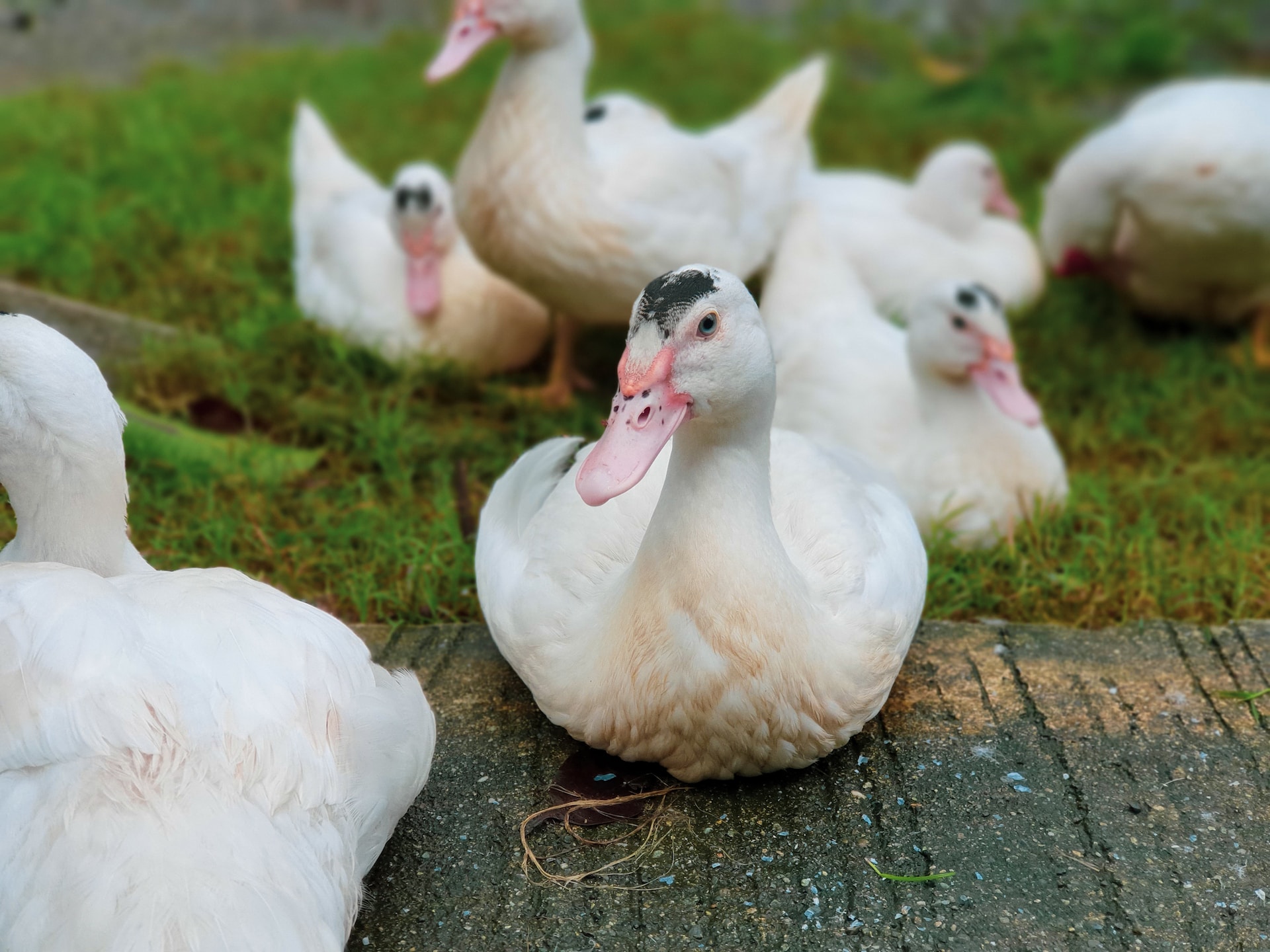 when-do-pekin-ducks-get-drake-feathers-into-the-farmlands