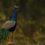 Can peacocks see at night?