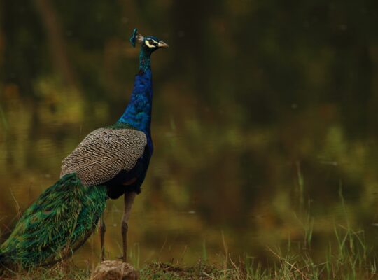 can peacocks see at night