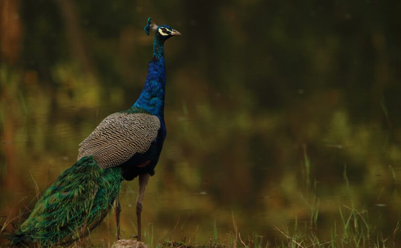 can peacocks see at night