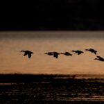 How far do ducks migrate in a day?