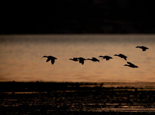 how far do ducks migrate in a day