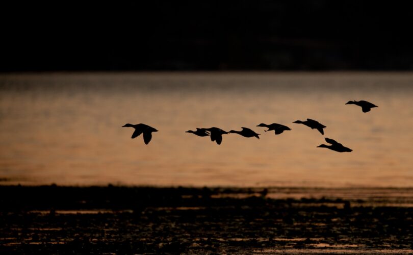 how far do ducks migrate in a day