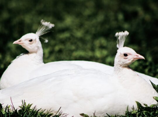 at what age do peahens stop laying eggs