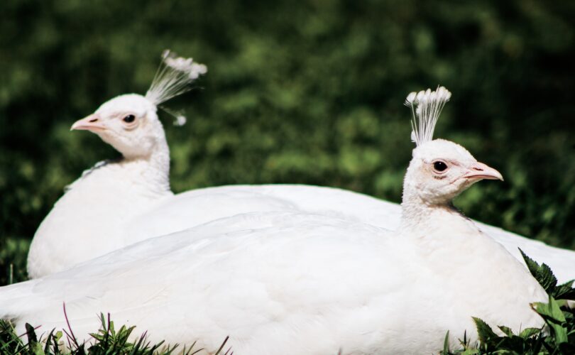 at what age do peahens stop laying eggs