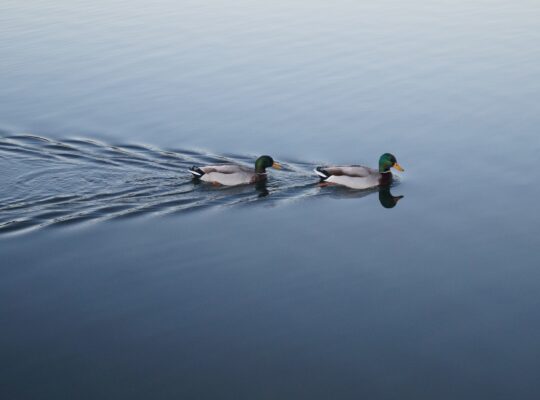 how often do ducks mate?