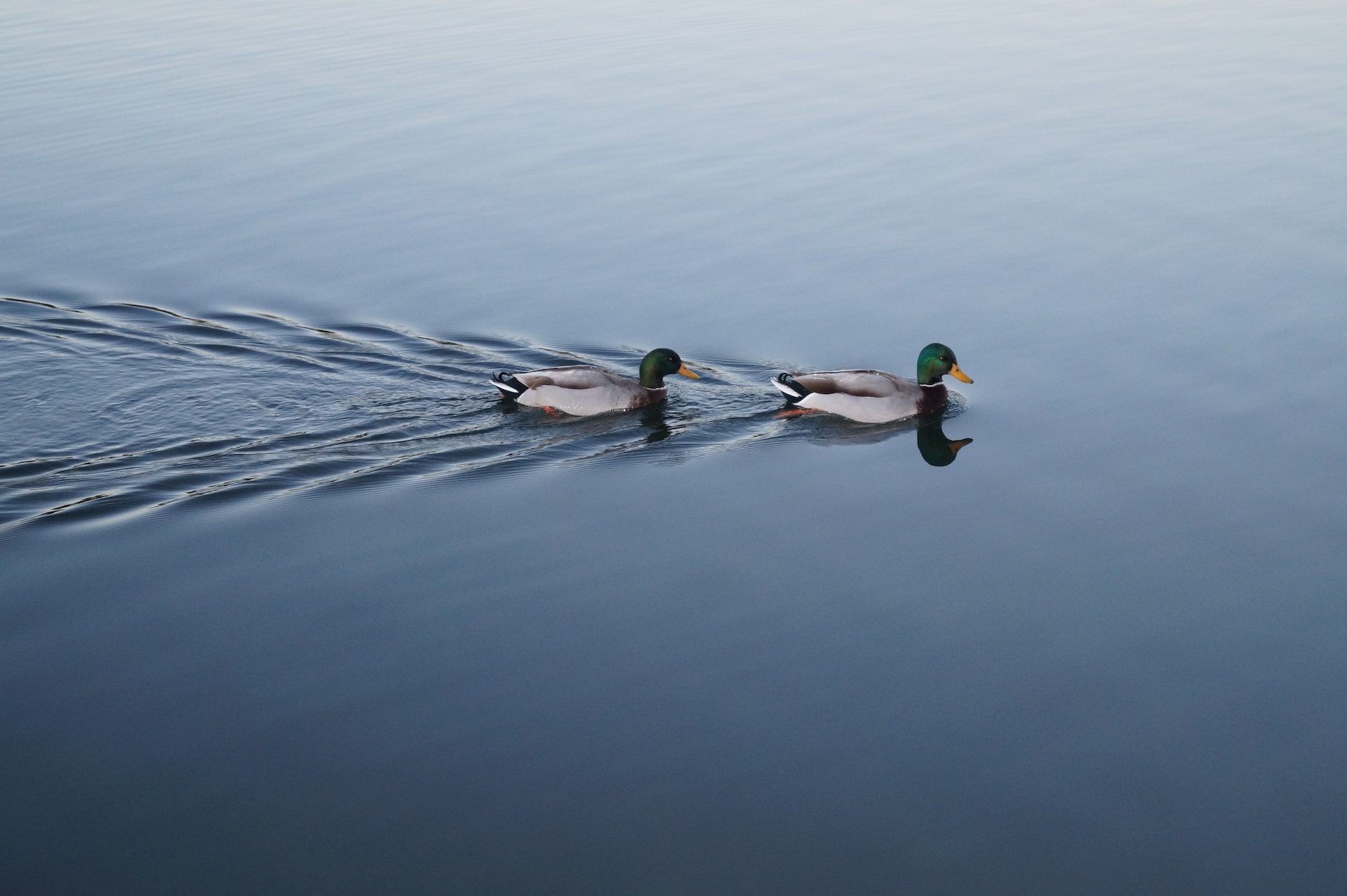 How Often Do Ducks Mate