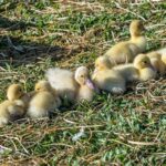 How do ducks fertilize eggs?