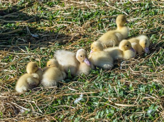 How do ducks fertilize eggs?