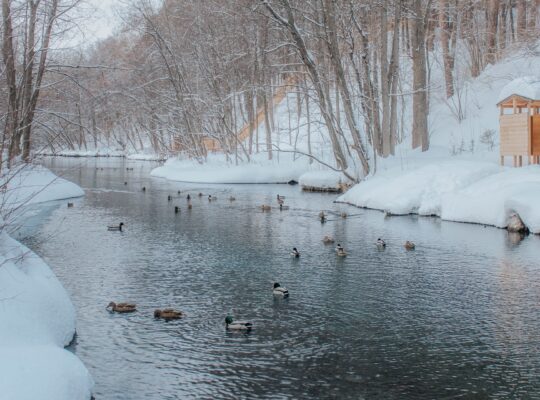 do ducks lay eggs in the winter