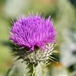 Can Chickens Eat Thistles?