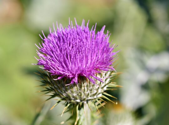 can chickens eat thistles?